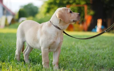 Is Your Dog a Canine Good Citizen?
