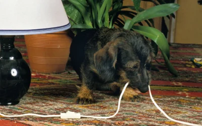Are You the Cause of Your Dog’s Bad Behavior?